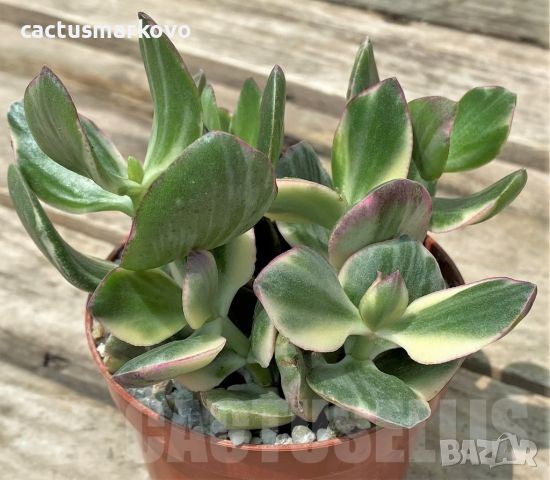 Crassula ovata f. variegata, снимка 1 - Стайни растения - 46081863