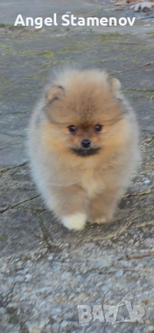 Померан,минимомченце с родословие!