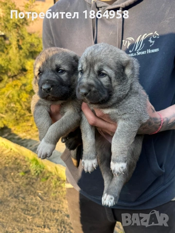 ТУРСКИ КАНГАЛ Доставка , снимка 4 - Кангал - 53747632