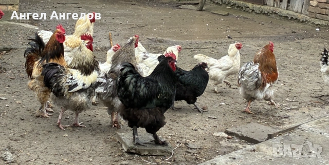 Продавам петли