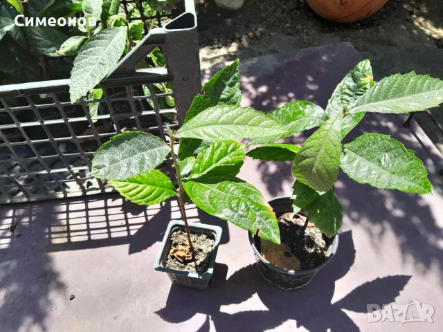 Японска мушмула фиданки, снимка 2 - Други - 51002565