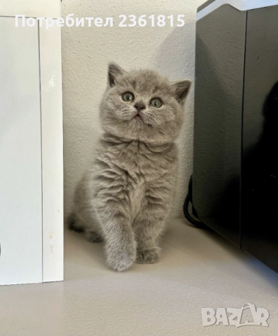 Чистокръвни сини британчета, снимка 5 - Британска късокосместа - 52651148