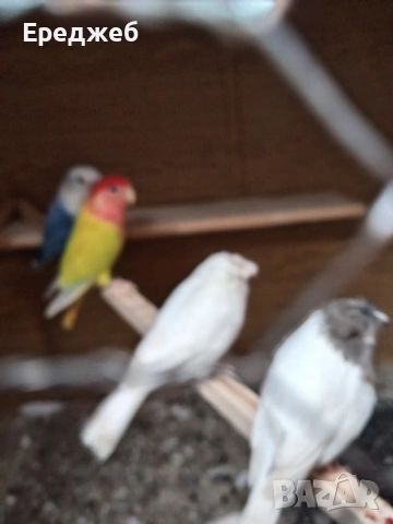 Продавам канарчета чифче 