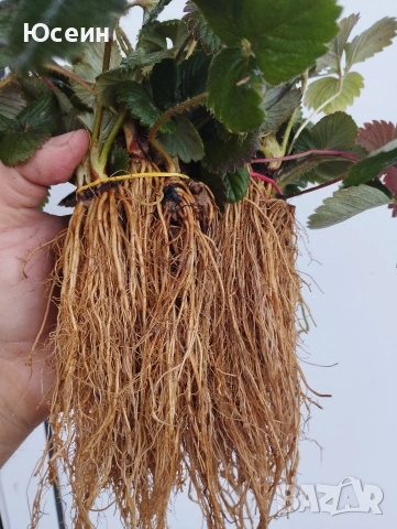 Ягоди сорт Зенга-Зенгана, снимка 8 - Разсади - 52900677