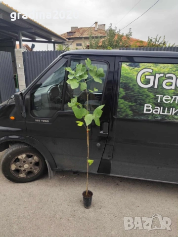 Лирово дърво (Liriodendron), снимка 8 - Разсади - 49395145