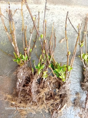 Хортензия , розова , снимка 6 - Разсади - 53745083