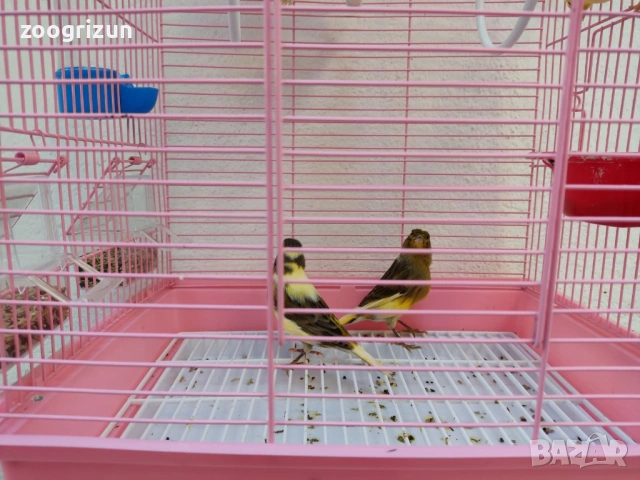 Канарчета две женски едно мъжко, снимка 7 - Канари - 53958320