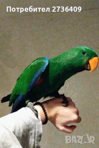 Папагал еклектус , снимка 6 - Папагали - 52723213