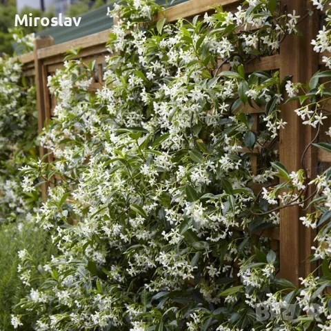 Жасмин 3-цвята (Вечнозелен), снимка 4 - Градински цветя и растения - 49673745