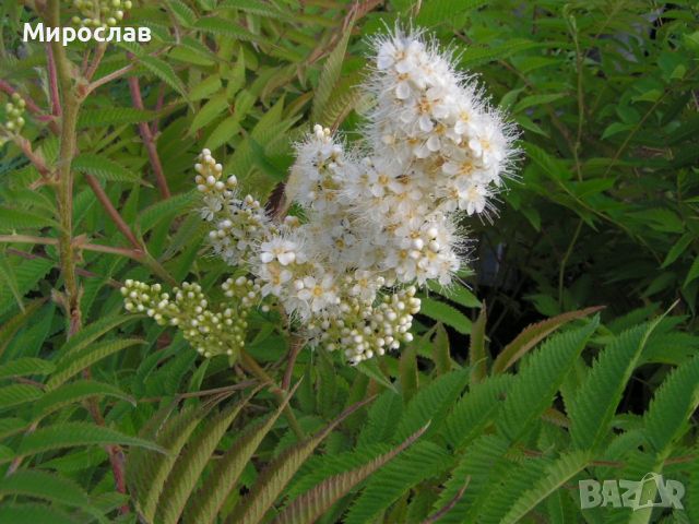 Продавам декоративен храст Сорбария (Sorbaria), снимка 5 - Градински цветя и растения - 45382623