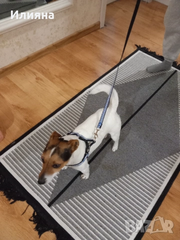 Продавам мъжки джак ръсел, снимка 2 - Джак ръсел териер - 53218339