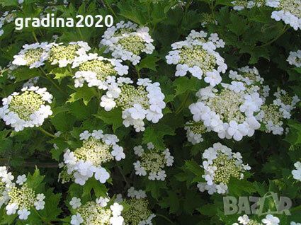 Червена калина (viburnum opulus), снимка 3 - Градински цветя и растения - 27628413