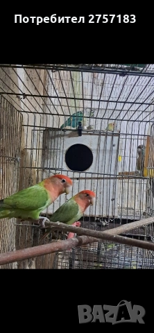 продавам чифт папагали неразделки, снимка 3 - Папагали - 53969624