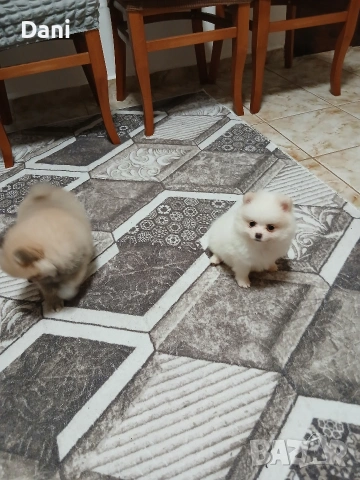 Mini Pomeran, снимка 11 - Померан - 53567326