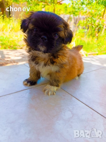 Пекинез , снимка 2 - Пекинез - 52281331
