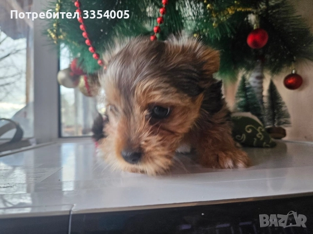 Мъжко йорки чудесен подарък 
