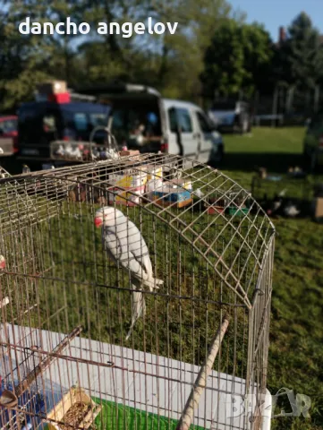 Продавам папагали 