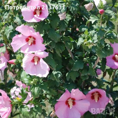 ГРАДИНСКИ ХИБИСКУС  - розов и бял,  в контейнер , снимка 1 - Градински цветя и растения - 45742818