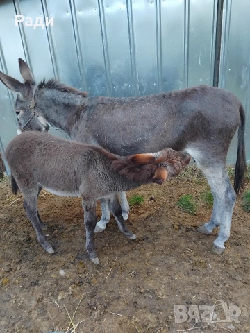 Мъжко магаре