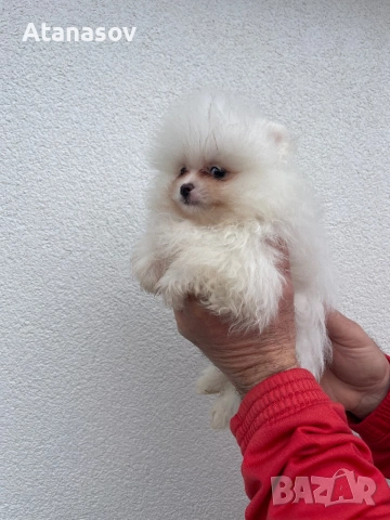 Померан Померанче, снимка 2 - Померан - 53090690