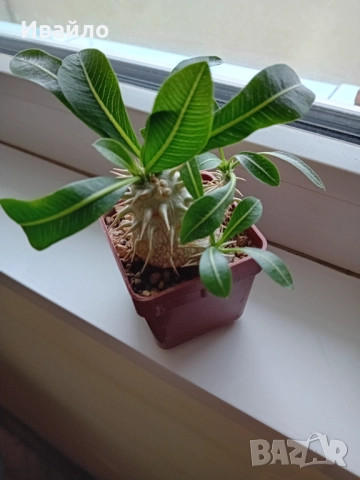 Сукуленти само за ценители, снимка 11 - Стайни растения - 35248161