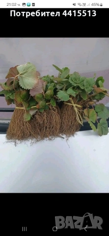 Разсад Ягоди, снимка 5 - Разсади - 54052186