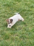 Парсън Ръсел Териер , снимка 3