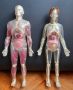 макети "човешкото тяло" 