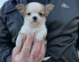 Чихуахуа кученца мъжки и женски, снимка 3