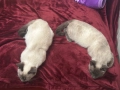 Сиамски котета, снимка 4