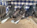 Николаевски гълъби , снимка 8