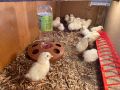 Пилета легхорн , снимка 1 - Кокошки и пуйки - 45768403