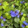 Ceratostigma plumbaginoides blue(Цератостигма Синя), снимка 1