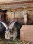 Продавам зайци, домашни, ваксинирани., снимка 4