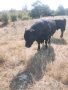 Месодайни телета, снимка 14