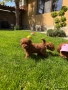 Момченце пудел/ male red poodle, снимка 7