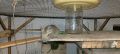 Чилийска катерица дегу, снимка 10