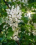 Акация - Бяла и Розова , снимка 3