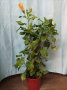 Китайска роза 100см., снимка 1 - Стайни растения - 45055061