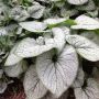 Brunnera Silver Heart(Брунера Сребърно сърце), снимка 3