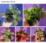 Комплект, снимка 1 - Стайни растения - 45632994