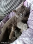Прекрасни британски котета , снимка 6