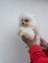 Померан Померанче, снимка 2
