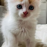 Турска ангора, чистокръвна ангорка, пухкаво двуцветно коте, женско котенце, ангорче, снимка 2 - Ангорски - 45958027