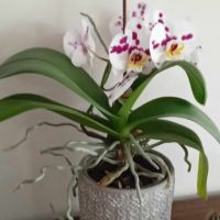 красива орхидея, снимка 2 - Стайни растения - 45453166