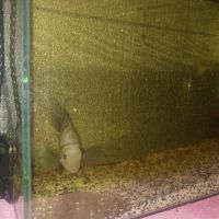 Два аквариума с рибки, снимка 8 - Аквариуми - 45701746