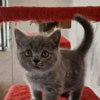 Британска късокосместа котка, снимка 3 - Британска късокосместа - 45148433