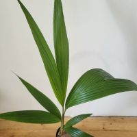 Кокосова палма, снимка 6 - Градински цветя и растения - 46123289