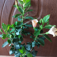 китайска роза , снимка 2 - Стайни растения - 44970070
