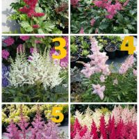 Градински студоустойчиви цветя и храсти, снимка 9 - Градински цветя и растения - 45373861
